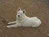 Samojedhund Bella