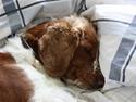 Welsh springer spaniel antika