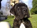Cane corso Mojo!