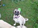 Kangal arina
