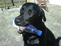 Labrador retriever Blacky [Himmelhund]