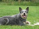 Australsk cattledog Bluie..Mín Farmor´s hund!