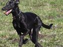 Whippet Liva