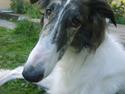 Borzoi Louis