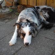 Australian shepherd Laika.