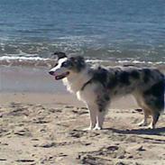 Australian shepherd Laika.