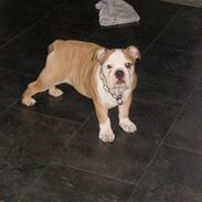 Engelsk bulldog Bella