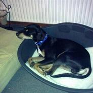 Blanding af racer Vaks