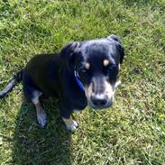 Blanding af racer Vaks