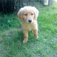 Golden retriever Gizmo <3 <3 <3