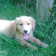 Golden retriever Gizmo <3 <3 <3