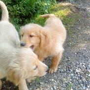 Golden retriever Gizmo <3 <3 <3