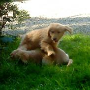 Golden retriever Gizmo <3 <3 <3