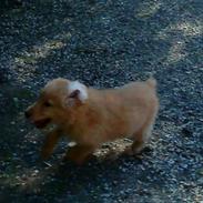 Golden retriever Gizmo <3 <3 <3