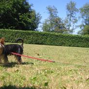 Yorkshire terrier Kiwi