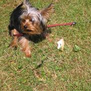 Yorkshire terrier Kiwi