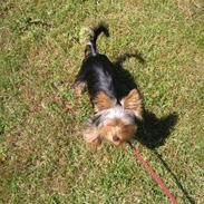 Yorkshire terrier Kiwi