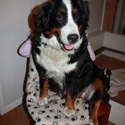 Berner sennenhund Chakira