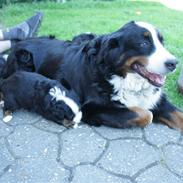 Berner sennenhund Chakira