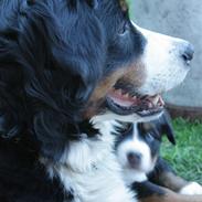 Berner sennenhund Chakira