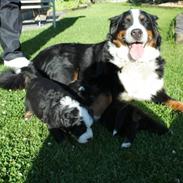 Berner sennenhund Chakira