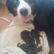 Berner sennenhund Chakira