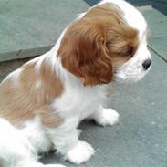 Cavalier king charles spaniel Thyholms Otto Of Oddesund