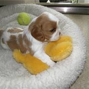 Cavalier king charles spaniel Thyholms Otto Of Oddesund