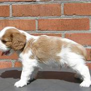 Cavalier king charles spaniel Thyholms Otto Of Oddesund