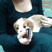 Cavalier king charles spaniel Thyholms Otto Of Oddesund