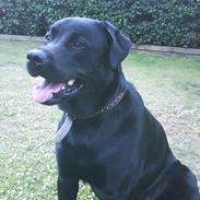 Blanding af racer Toke 