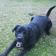 Blanding af racer Toke 