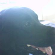 Blanding af racer Toke 