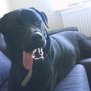 Blanding af racer Toke 