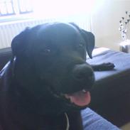 Blanding af racer Toke 