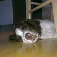 Field Trial spaniel Maddox