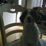 Field Trial spaniel Maddox