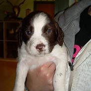 Field Trial spaniel Maddox