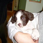 Field Trial spaniel Maddox