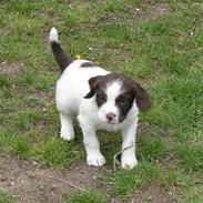 Field Trial spaniel Maddox