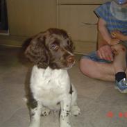 Engelsk springer spaniel loke