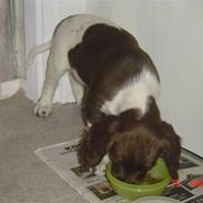 Engelsk springer spaniel loke