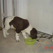 Engelsk springer spaniel loke
