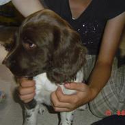 Engelsk springer spaniel loke