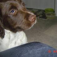 Engelsk springer spaniel loke