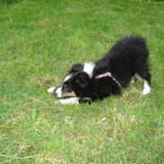 Shetland sheepdog Sally