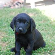 Labrador retriever Alaika