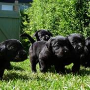 Labrador retriever Alaika