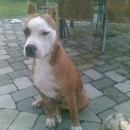 Amerikansk staffordshire terrier Nela