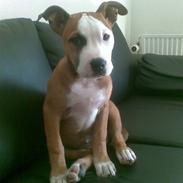 Amerikansk staffordshire terrier Nela